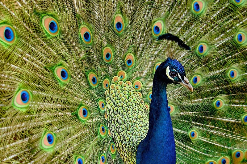 Crescent Courtship